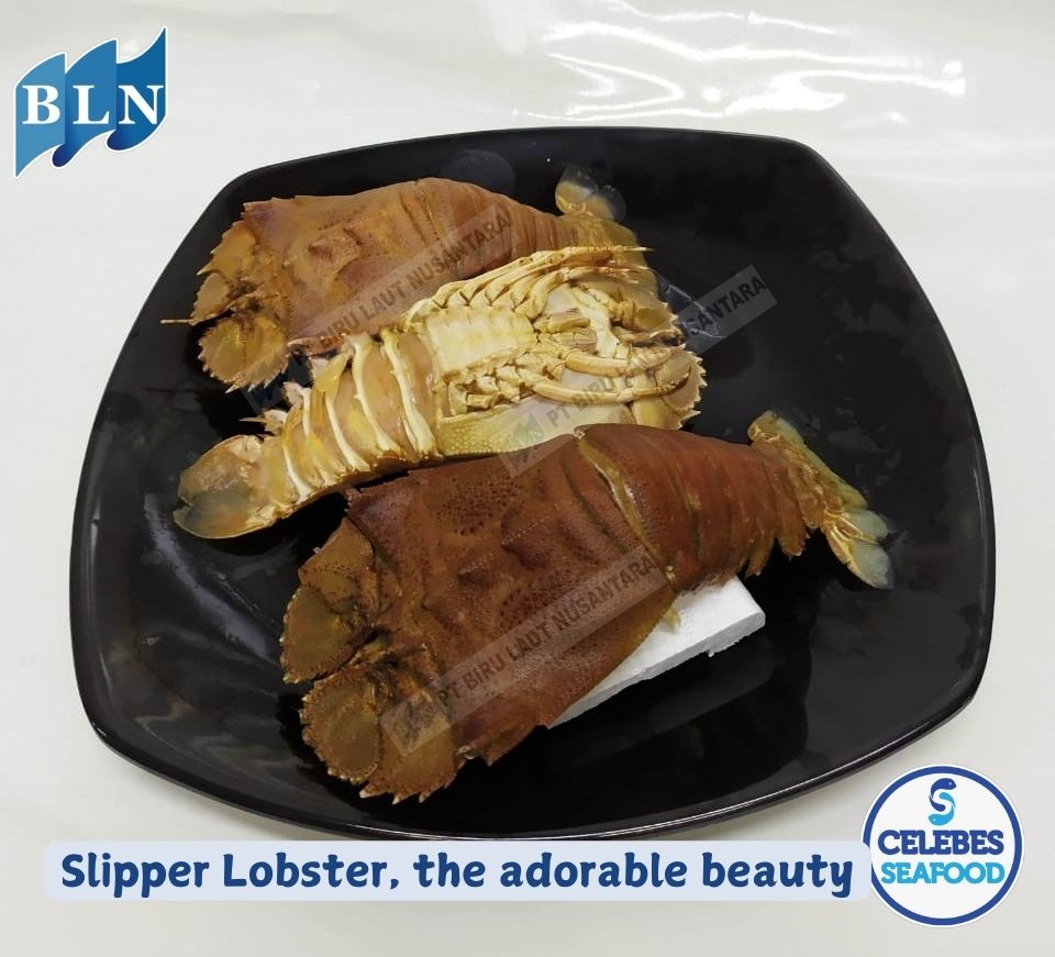 Slipper Lobster, the adorable beauty